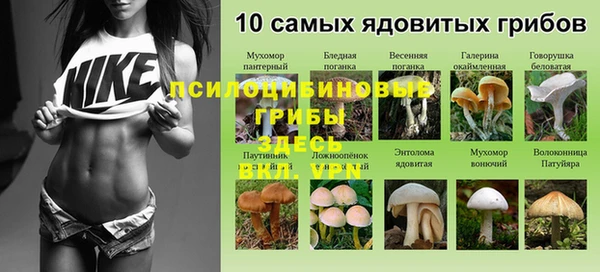 стаф Алзамай